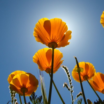 цветы поляна небо солнце