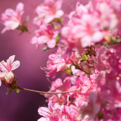 цветение сакура весна