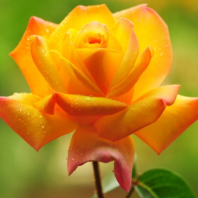 роза оранжевая лепестки капли