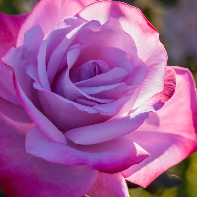 роза бутон цветок лепестки