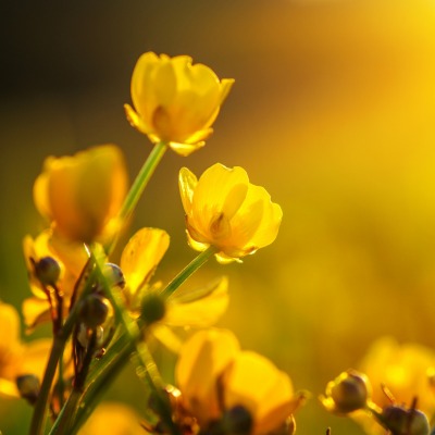 цветы желтые солнце макро
