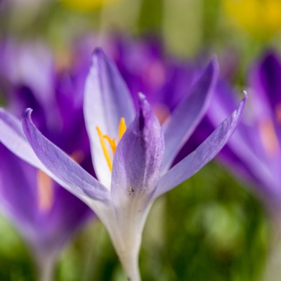 крокусы цветы фиолетовые