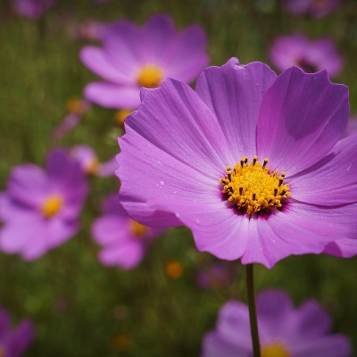 цветок фиолетовый полевой