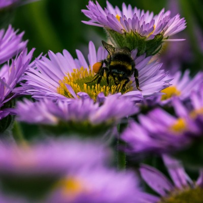ромашки цветы пчела опыление