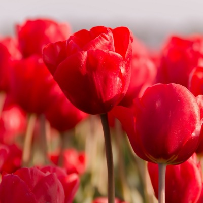 красные тюльпаны поле размытость