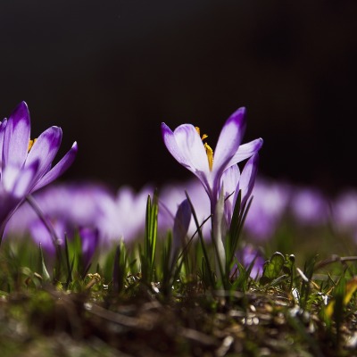 шафран весенний цветок весна
