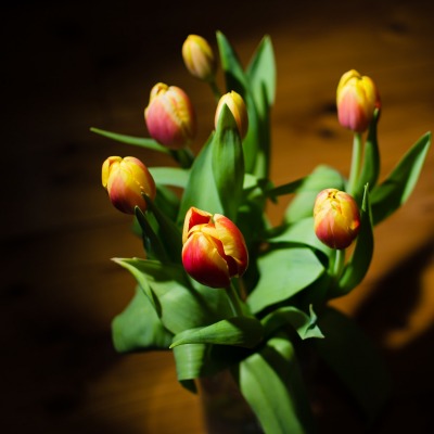 тюльпаны цветы бутоны