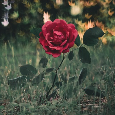 цветок красный поляна кустовая роза