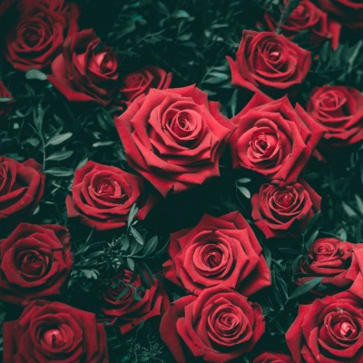 розы кустовая роза
