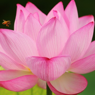 цветок лепестки пчела