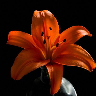 орхидея цветок оранжевый темнота
