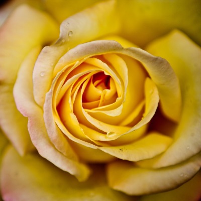 роза желтая золотистая капли