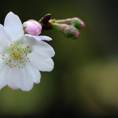 цветок белый ветка цветение