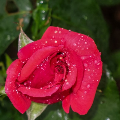 красная роза бутон капли росы