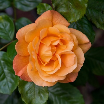 коралловая роза бутон роза