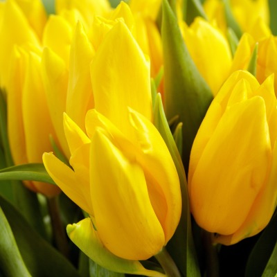 тюльпаны желтые букет