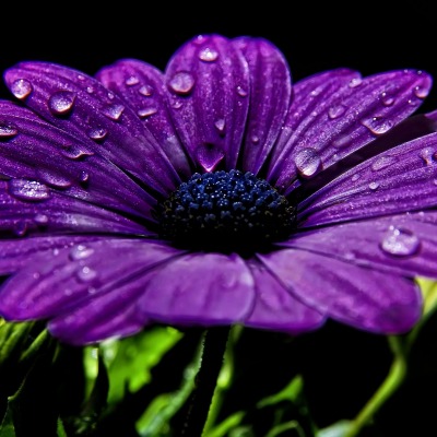цветок фиолетовый капли