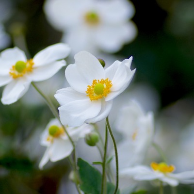 цветы белые размытость макро