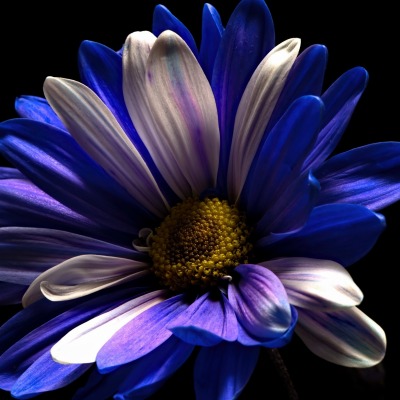 цветок сине-голубой макро