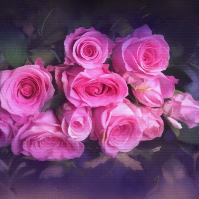 цветы розы букет розовый