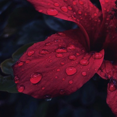 цветок бордовый капли росы