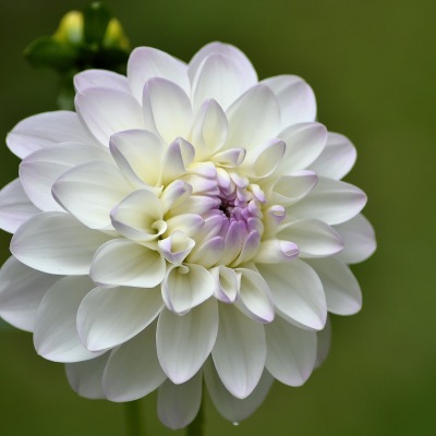 георгина белая цветок