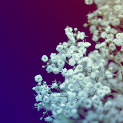 цветы белые ветка