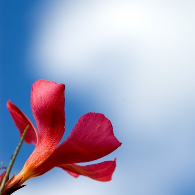 цветок красный небо размытость облако