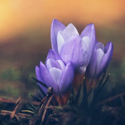 крокусы фиолетовый цветок размытость