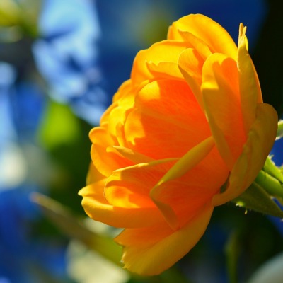 цветок лепестки оранжевый бутон