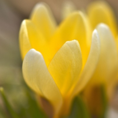 крокус желтый цветок макро крупный план