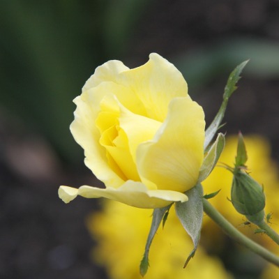 цветок роза желтая бутон