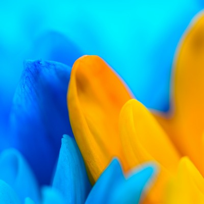 цветы синий желтый размытость нежность