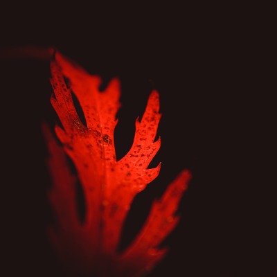 лист красный темный фон осень