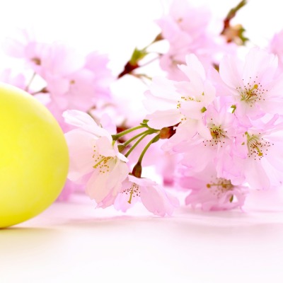 цветы весна цветение яйцо пасха