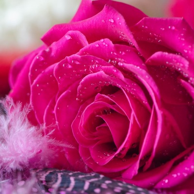 роза капли розовая бутон цветок перо