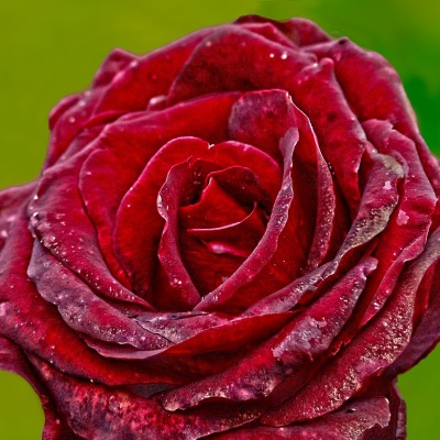 роза бутон капли макро бордовая