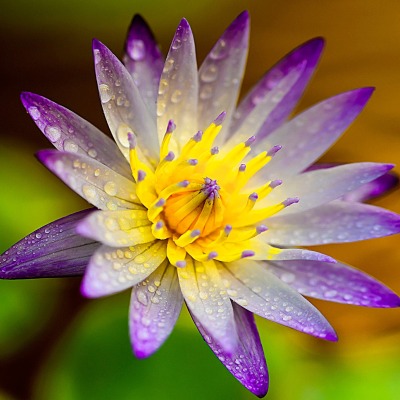 цветок лотос капли фиолетовый желтый