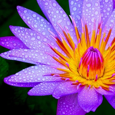 цветок капли лепестки фиолетовый