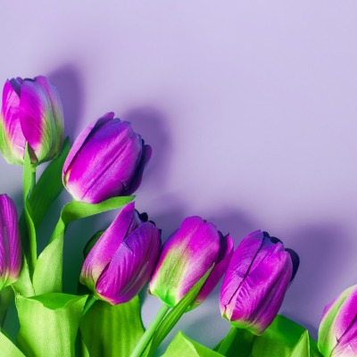 тюльпаны фиолетовые цветы