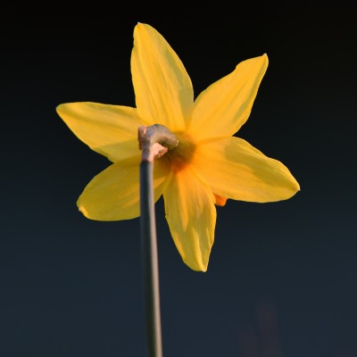 цветок желтый нарцисс темный фон
