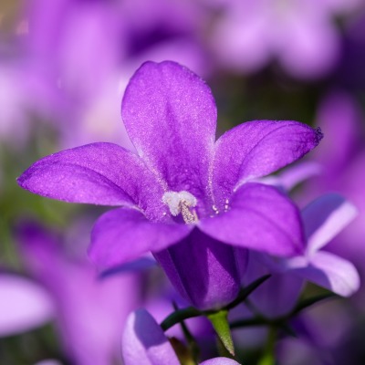 цветок фиолетовый крупный план размытость