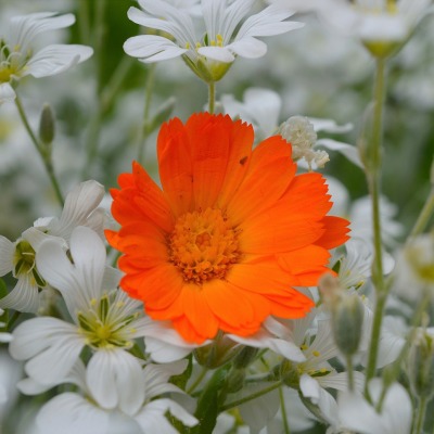 цветок оранжевый полевые цветы