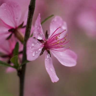 цветок ветка цветение розовый