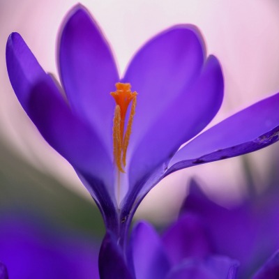 цветок крокусы фиолетовый