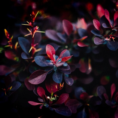 листья фиолетовый куст