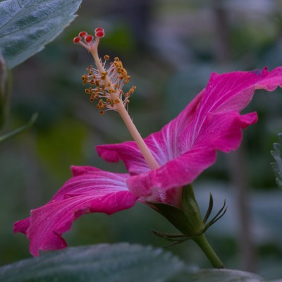 гибискус цветок розовый