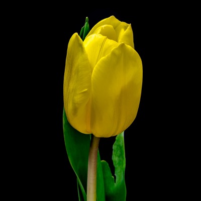 цветок желтый тюльпан черный фон