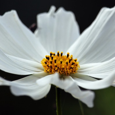 цветок белый лепестки тычинка