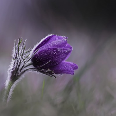 цветок крокус фиолетовый иней капли крупный план